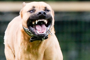 Những vụ chó Pitbull “nổi điên” cắn người khủng khiếp nhất TG