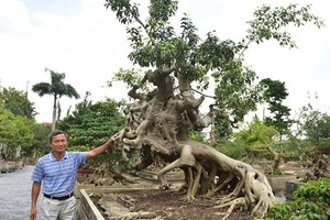 Cây sanh cổ “Thánh Gióng cưỡi ngựa” có thế cực kỳ hiếm