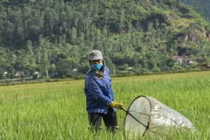 Ba động vật gây hại nhưng đích thị "mỏ vàng", dân bán kiếm bộn tiền 