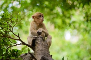 Cá thể khỉ mốc Lào Cai quý hiếm sao dân giao ngay cho chính quyền?