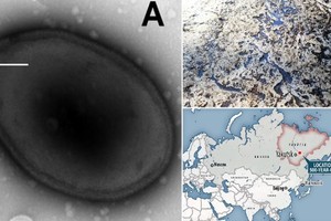 Băng tan chảy, chuyên gia lo ngay ngáy virus cổ đại “hồi sinh" 