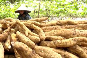 Trồng sắn dây củ nào cũng to bự, hễ đào là bán hết sạch