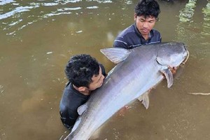 Cá vàng độc dị và loạt “quái ngư” khủng bị con người tóm gọn