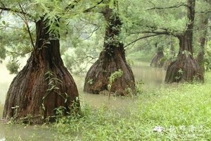 162 cây gỗ quý hơn vàng ở Việt Nam, có tiền cũng khó mua 