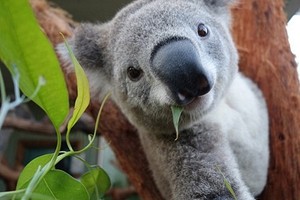 Gấu Koala "tự sướng" trước ống kính