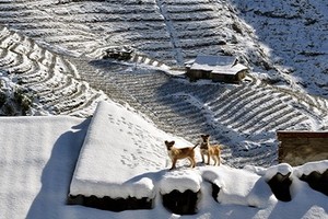 Cư dân mạng phát sốt vì tuyết Sapa