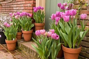 Cách chăm hoa tulip để nở rộ đúng dịp Tết Nguyên đán