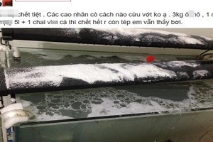 Ông chồng khóc ròng khi vợ đổ bột giặt vào bể thủy sinh