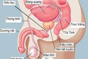 Nam giới càng lớn tuổi, càng dễ mắc ung thư tiền liệt tuyến