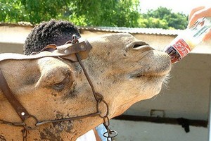 Những sự thật giật mình về ông lớn Coca Cola