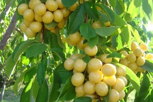 Xem thu hoạch giống cherry vàng hái ra tiền