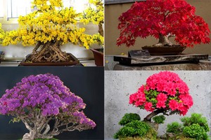 Những chậu bonsai màu sắc rực rỡ hút hồn người xem