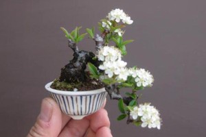 Mê mẩn những chậu bonsai mini nằm trong lòng bàn tay