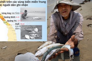 Cá chết ở miền Trung: Không phải do yếu tố tự nhiên