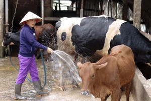 Chăn nuôi trong "vùng đất chết": Bò chết non và quái thai