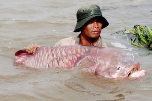 Chuyện ly kỳ xung quanh loài cá một con bằng mấy cây vàng