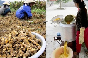 Nghề trồng và chế biến tinh bột nghệ thu nhập khủng ở Nghệ An