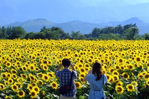 Những cánh đồng hoa hút khách thu bạc tỷ ở VN