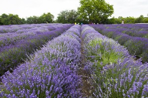  Mê mẩn giữa cánh đồng hoa tại lễ hội Lavender 