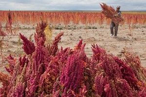 Xem nông dân Bolivia thu hoạch “thực phẩm vàng”