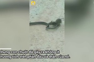 Video: Chuyện ngược đời khi chuột tấn công, đòi “ăn sống” rắn