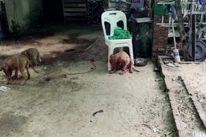 Cụ ông tử vong vì bị 4 con chó pitbull nhà nuôi cắn xé