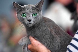 5 sự thật về Russian Blue – giống mèo quý tộc của Nga