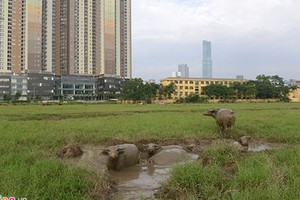 Kinh ngạc chăn trâu trên đất dự án tháp cao nhất VN