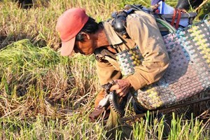 Theo chân thợ săn chuột đồng ở Sài Gòn