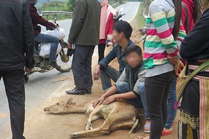 Thú rừng sống bày bán công khai giữa đường quốc lộ