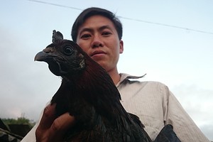 Săn gà đen