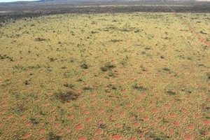 Kinh ngạc những vòng tròn bí ẩn xuất hiện dày đặc ở Australia