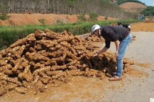 Xót xa dân săn dược liệu quý bán giá bánh mỳ cho Trung Quốc