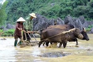 Nơi trâu bò có lễ hội nghỉ dưỡng riêng hằng năm 