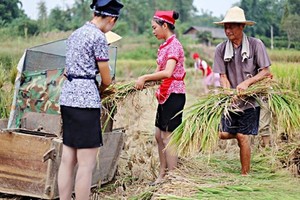 Tiếp viên hàng không đi giày cao gót gặt lúa gây bão