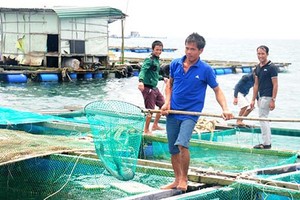 Hốt bạc tỷ nhờ nuôi tôm hùm, cá mú ở đảo Lý Sơn