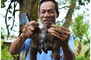 Cận cảnh săn chuột đồng bằng chĩa độc nhất miền Tây