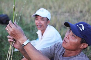 Kiếm tiền triệu mỗi ngày từ săn châu chấu