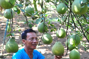 Nông dân lãi trên 1 tỷ mỗi năm từ vườn bưởi đặc sản