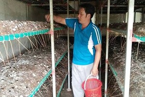 Lời cao trồng nấm rơm bằng nguyên liệu bông vải