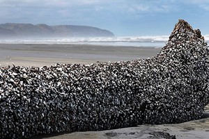 Vật thể bí ẩn màu đen dài 100m dạt bờ biển New Zealand