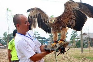 Kỳ công thú chơi chim săn mồi của dân Việt