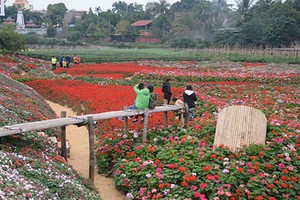 Kiếm bội tiền từ việc trồng hoa giữa lòng hồ sen