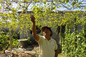 Trồng hoa thiên lý, mỗi tháng “đút túi” 10 triệu đồng