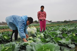 Rau xanh rớt giá, càng bán càng buồn