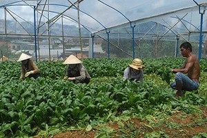 Thu lãi cao ngất ngưởng nhờ rau cải... “thần kỳ”