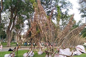 Hàng trăm cây anh đào nghiêng ngả tại công viên Thống Nhất 