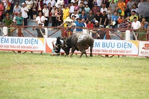 Hải Phòng dừng lễ hội Đồ Sơn, kiểm tra chất kích thích trong trâu