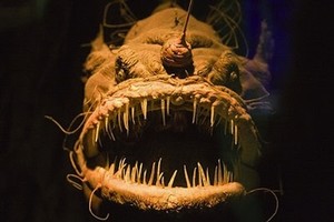 Kiểu săn mồi khiếp đảm của cá quỷ dưới đáy đại dương Anglerfish