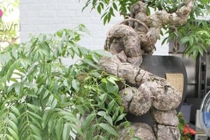 Cây ăn quả quen thuộc thành bonsai lạ, vừa đẹp vừa phong thuỷ